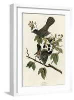 Catbird-null-Framed Giclee Print