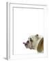Catcall Canine-Assaf Frank-Framed Giclee Print