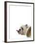 Catcall Canine-Assaf Frank-Framed Giclee Print