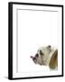Catcall Canine-Assaf Frank-Framed Giclee Print