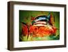 Catch of the Day (Barbados)-Andrew Hewkin-Framed Photographic Print