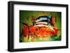Catch of the Day (Barbados)-Andrew Hewkin-Framed Photographic Print