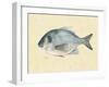 Catch of the Day I-Emma Scarvey-Framed Art Print