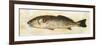 Catch of the Day II-Walt Johnson-Framed Premium Giclee Print