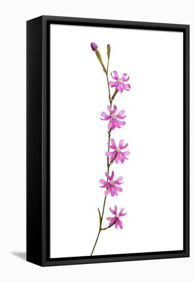 Catchfly Flower (Silene Sp) Andalucia, Spain, April 2009-Benvie-Framed Stretched Canvas