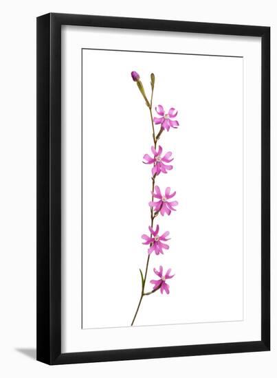 Catchfly Flower (Silene Sp) Andalucia, Spain, April 2009-Benvie-Framed Photographic Print