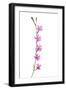 Catchfly Flower (Silene Sp) Andalucia, Spain, April 2009-Benvie-Framed Photographic Print