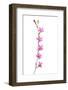 Catchfly Flower (Silene Sp) Andalucia, Spain, April 2009-Benvie-Framed Photographic Print