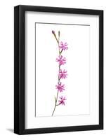 Catchfly Flower (Silene Sp) Andalucia, Spain, April 2009-Benvie-Framed Photographic Print