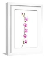 Catchfly Flower (Silene Sp) Andalucia, Spain, April 2009-Benvie-Framed Photographic Print