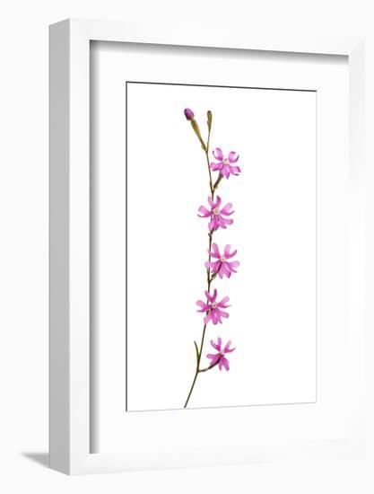 Catchfly Flower (Silene Sp) Andalucia, Spain, April 2009-Benvie-Framed Photographic Print