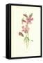 Catchfly-Frederick Edward Hulme-Framed Stretched Canvas