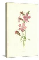 Catchfly-Frederick Edward Hulme-Stretched Canvas