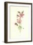 Catchfly-Frederick Edward Hulme-Framed Giclee Print