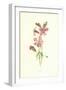 Catchfly-Frederick Edward Hulme-Framed Giclee Print