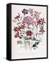 Catchfly-Jane W. Loudon-Framed Stretched Canvas