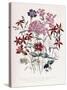 Catchfly-Jane W. Loudon-Stretched Canvas