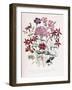 Catchfly-Jane W. Loudon-Framed Giclee Print