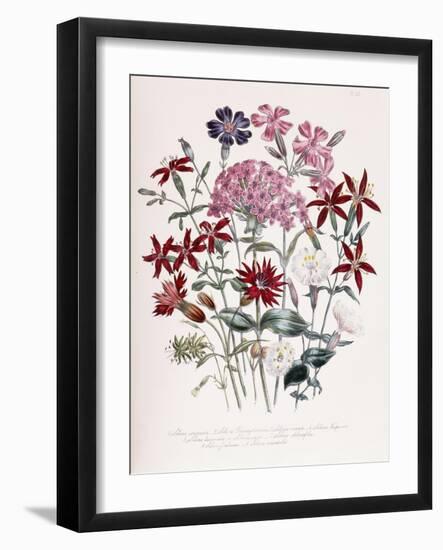 Catchfly-Jane W. Loudon-Framed Giclee Print