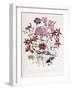 Catchfly-Jane W. Loudon-Framed Giclee Print