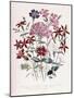 Catchfly-Jane W. Loudon-Mounted Giclee Print