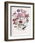 Catchfly-Jane W. Loudon-Framed Giclee Print