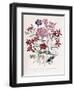 Catchfly-Jane W. Loudon-Framed Giclee Print