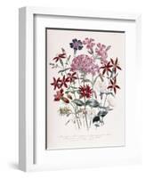 Catchfly-Jane W. Loudon-Framed Giclee Print