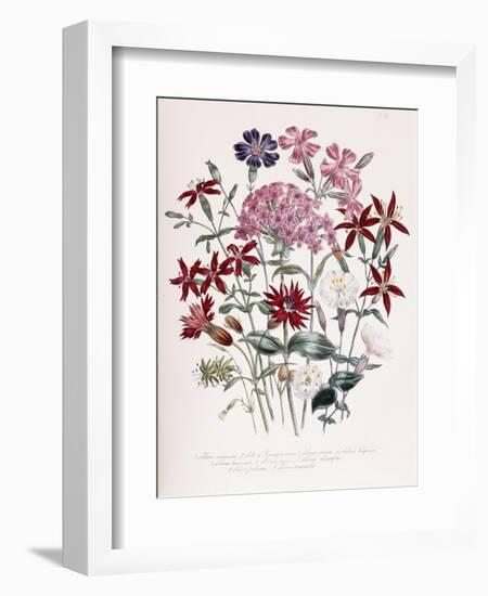 Catchfly-Jane W. Loudon-Framed Giclee Print