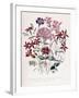 Catchfly-Jane W. Loudon-Framed Giclee Print