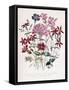 Catchfly-Jane W. Loudon-Framed Stretched Canvas