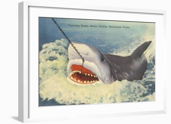 Catching a Shark, Marineland, Florida-null-Framed Art Print