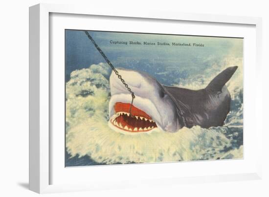 Catching a Shark, Marineland, Florida-null-Framed Art Print