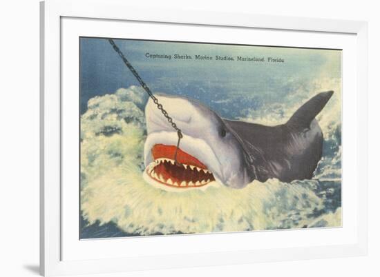 Catching a Shark, Marineland, Florida-null-Framed Art Print