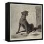 Catching Flies-Briton Riviere-Framed Stretched Canvas