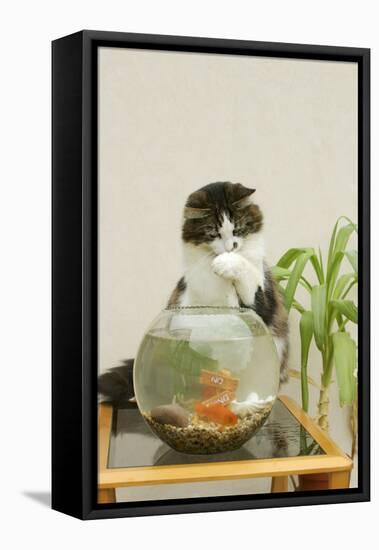 Catching Goldfish in Bowl-null-Framed Stretched Canvas