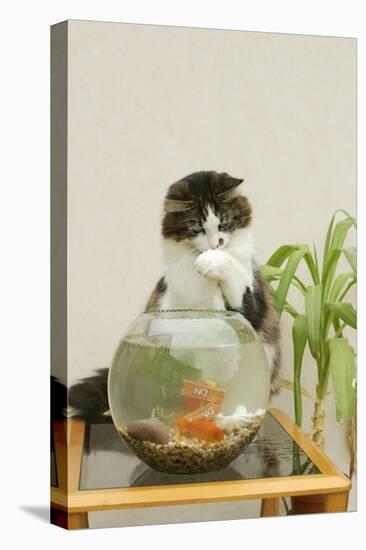 Catching Goldfish in Bowl-null-Stretched Canvas