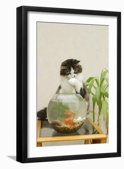 Catching Goldfish in Bowl-null-Framed Premium Photographic Print