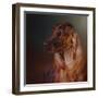 Catching the Breeze Irish Setter-Jai Johnson-Framed Giclee Print