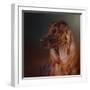 Catching the Breeze Irish Setter-Jai Johnson-Framed Giclee Print