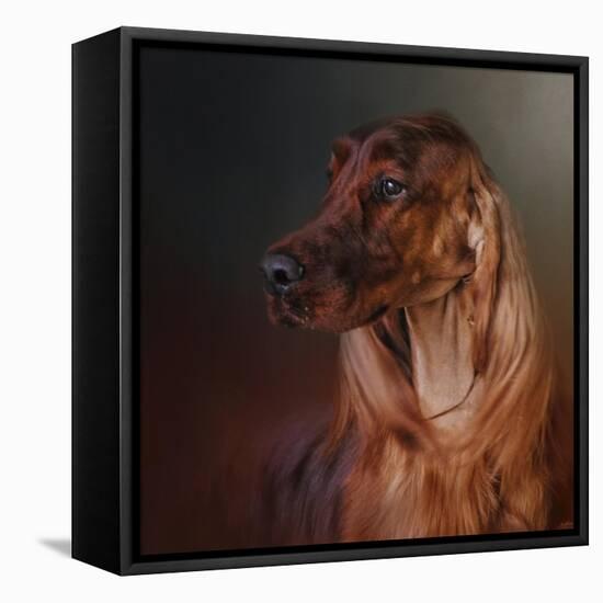 Catching the Breeze Irish Setter-Jai Johnson-Framed Stretched Canvas