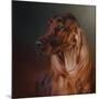 Catching the Breeze Irish Setter-Jai Johnson-Mounted Giclee Print