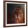 Catching the Breeze Irish Setter-Jai Johnson-Framed Giclee Print