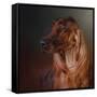 Catching the Breeze Irish Setter-Jai Johnson-Framed Stretched Canvas