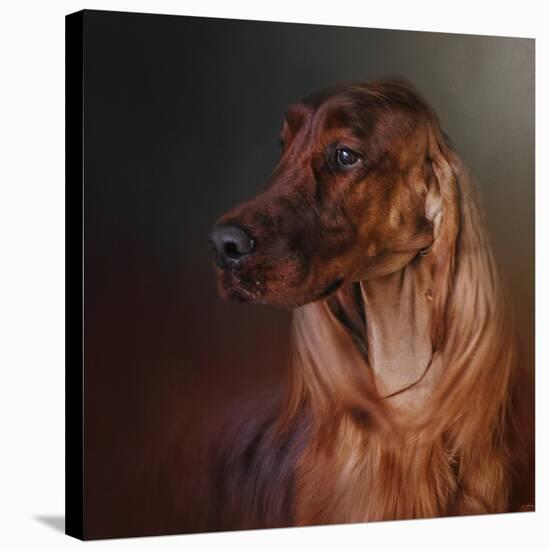 Catching the Breeze Irish Setter-Jai Johnson-Stretched Canvas