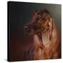 Catching the Breeze Irish Setter-Jai Johnson-Stretched Canvas