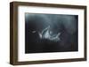 Catching the Light-Penny Myles-Framed Photographic Print