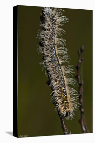 Catepillar with Morning Dew-Gordon Semmens-Stretched Canvas