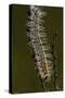 Catepillar with Morning Dew-Gordon Semmens-Stretched Canvas