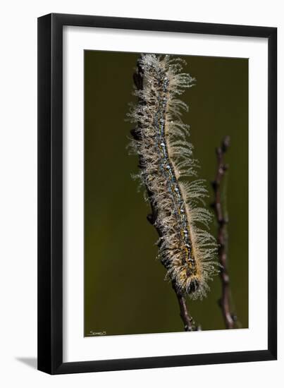 Catepillar with Morning Dew-Gordon Semmens-Framed Photographic Print